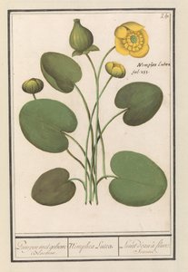 Gul diskett (Nuphar lutea) Pumpar med gula blommor. / Nimphea Lutea. / Lunet d