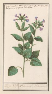 Fläckig lungört (Pulmonaria officinalis) Längre krydda. / Pulmonaria. / Lung. (titel på objekt)