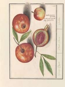 Granatäpple (Punica granatum) Grenaert äpplen. / Mala Punica. / Granater. (titel på objekt)