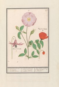 Hundtand (Erythronium), vildros (Rosa) och vallmo (vallmo) 1. Endast Bosch steg. 2. hundhållning. 3. Kankel Bloeme. / 1. Rosa Silvestris. 2. Dens Canisus 3. vallmo Rheas. / 1. Rose de bois gratte cul 2. Dent de Chien. 3. Pavot. (titel på objekt) av Anselmus Boëtius de Boodt