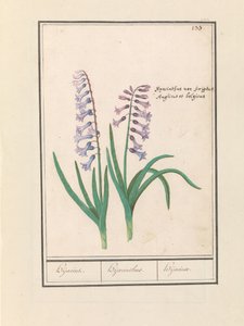 Hyacint (Hyacinthus orientalis) Hijacin / Hyacinthus / Hijacinte (titel på objekt)