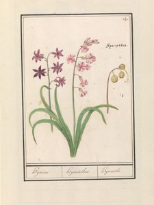 Hyacint (Hyacinthus orientalis) Hijacin / Hyacinthus / Hyacint (titel på objekt) av Anselmus Boëtius de Boodt