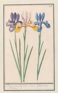 Iris (Iris siberica) portugisiska, som van Lisbloemen. / irider Lusitanae. / hemero Cale. (titel på objekt) av Anselmus Boëtius de Boodt