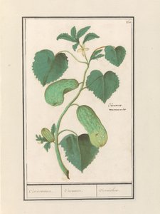 Komkommer (Gurka sativa) Komkommer. / Gurka. / Cornichon. (titel på objekt)
