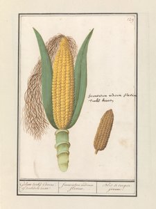 Majs (Zea mays) Geluwe turks Coorne. av turksche terwe / gul majs / Bled de turquie jeaune (titel på objekt) av Anselmus Boëtius de Boodt