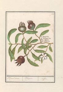 Medlar (Mespilus germanica) Medlar träd. / Mespilus. / Nefflier (titel på objekt)