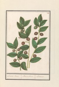 Olive (Olea europaea) lagerträd. / Bacca Laurus. / Laurel (titel på objekt) av Anselmus Boëtius de Boodt