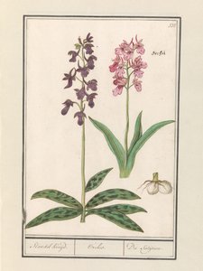 Orkidéer (Orchidaceae) Standel kryssning. / Orchis. / Satijrion. (titel på objekt)