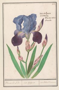Lila iris (Iris germanica) Blå Iris Lily. / iris Vulgaris. / iris Blue Commune (titel på objekt)