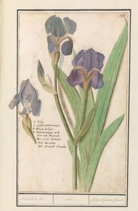 Paarse iris (Iris germanica) Stinkande lis. /iris. / Stinkande gladioler. lågor. (titel på objekt) av Anselmus Boëtius de Boodt