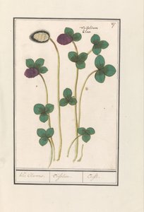 Rödklöver (Trifolium pratense) Klee Claevers. / Trifolium. / Trefle (titel på objekt) av Anselmus Boëtius de Boodt