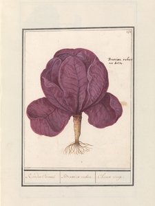 Rödkål (Brassica oleracea convar. capitata var. rubra) Röd Cauwel. / Brassica rubra. / Choux rouge (titel på objekt) av Anselmus Boëtius de Boodt