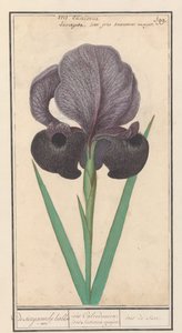 Rouw iris (Iris susiana) från suzyaensche lisbloeme / iris Chalcedonica. iris Susiana major. / Suzes Iris. (titel på objekt) av Anselmus Boëtius de Boodt