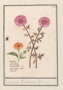 Rosa blomma (okänd) och ringblomma (Calendula officinalis) 1. 2. Gyllene blommor. / 1. 2. Caltha Calendula. / 1. 2. Källa. (titel på objekt) av Anselmus Boëtius de Boodt