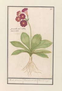 Primrose (Primula) Röda björnöron. / Auricula ursi rubra. / Auricule rouge (titel på objekt) av Anselmus Boëtius de Boodt