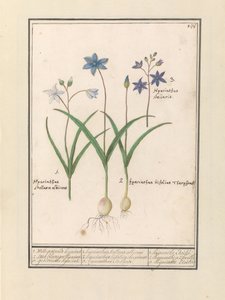 Sterhyacint (Scilla) 1. Witte är jesternde igår. 2. Twee blaerigen hijacint. 3. De kapade igår. / 1. Hyacinthus Stellaris albicans 2. Hyacinthus bifolius Theophrastus 3. Hyacinthus Stellaris. / 1. hyacint Etoilée 2. hyacint a 2 feuille 3 hijac av Anselmus Boëtius de Boodt