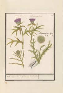 Tistel (Carduus) och Kronärtskocka (Cynara cardunculus) Distel (Tistel) en artisjok (Cynara cardunculus) Boll Caerden / Cardius Spheroche-phalus (titel på objekt)