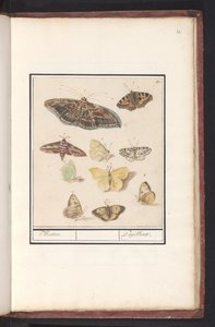 Fjärilar och nattfjärilar Malar. / Papillons (titel på objekt) av Anselmus Boëtius de Boodt