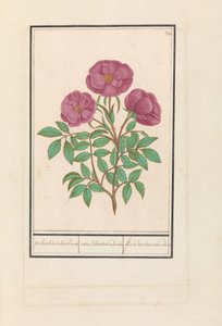 Wilde roos (Rosa) Welriekende bosch roose / rosa silverstris adorata. / Skogsros med lukt (titel på objekt) av Anselmus Boëtius de Boodt