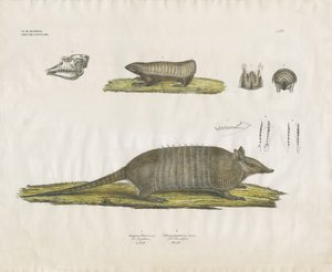 Bältdjur med skalle och tandstrukturer (handkolorerad lito) av Anstalt Arnz & Co.
