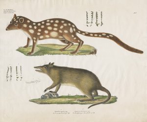 Australiska pungdjur med anatomiska detaljer (handkolorerad litografi) av Anstalt Arnz & Co.