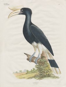 Hornbill (handkolorerad litografi) av Anstalt Arnz & Co.