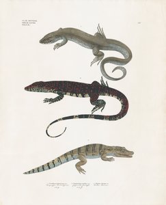 Varan, den giftiga ödlan och alligatorn från reptilklassen (handkolorerad litografi) av Anstalt Arnz & Co.