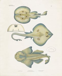 Strålarter från ordningen Rajiformes (handkolorerad lito) av Anstalt Arnz & Co.