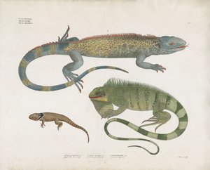 Skalade ödlor från olika livsmiljöer (handkolorerad litografi) av Anstalt Arnz & Co.