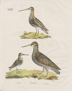 Snipe Species (handkolorerad litografi) av Anstalt Arnz & Co.