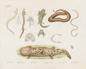 Olika amfibier och anatomiska studier (handkolorerad litografi) av Anstalt Arnz & Co.