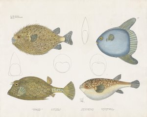 Olika arter av blåsfiskar och deras anatomiska kännetecken (handkolorerad litografi) av Anstalt Arnz & Co.