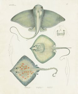 Olika arter av strålar med anatomiska detaljer (handkolorerad litografi) av Anstalt Arnz & Co.