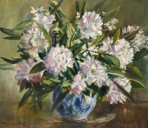 Rhododendron, ljusvit och rosa