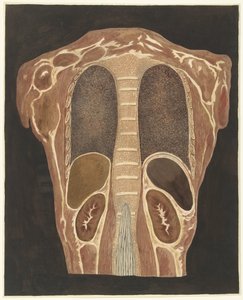 Anatomisk studie av organen i bröstet, sedd bakifrån