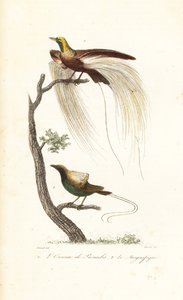 Större paradisfågel och magnifika paradisfågel. av Antoine (after) Chazal