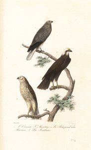 Hökhök, kärrhök och Montaguhök. av Antoine (after) Chazal