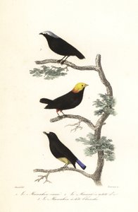 Manakin art. av Antoine (after) Chazal