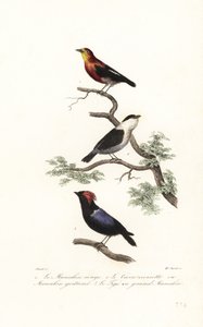 Manakin art. av Antoine (after) Chazal