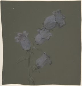 Spray av Canterbury Bells av Antoine Berjon