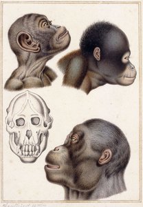 Skull of a Pongo av Antoine Charles Vauthier