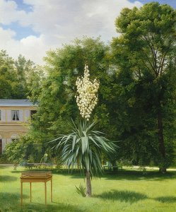 En yuccapalm i Neuilly Park. 1845