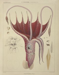 Kalmar, pl. 2 från "Histoire Naturelle Generale et Particuliere des Cephalopodes Acetabuliferes", utgiven av Ferussac och D