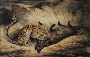 Leopard äter en galt.