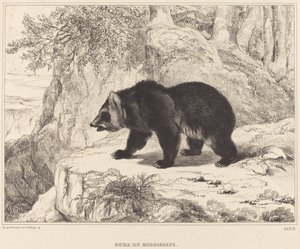 Mississippibjörn, 1836.