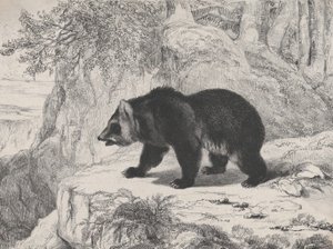 Mississippibjörn, 1836. av Antoine Louis Barye