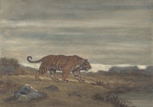 Tigern närmar sig poolen, 1810-75.