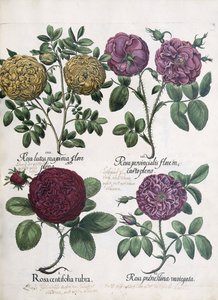Fyra typer av rosor, 1613 av Antoine Pesne