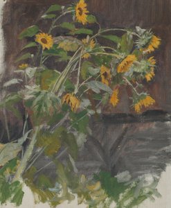 solrosor