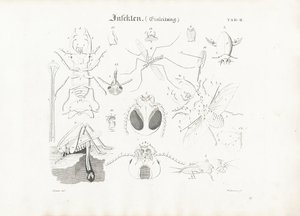 Insekters anatomi